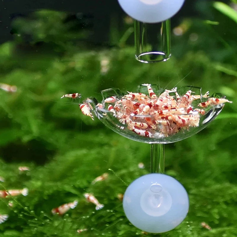 Shrimp Feeder Dish 